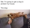 dog hah cb.jpg