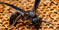 Black-wasp-close-up.jpg