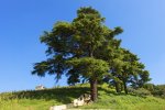 Cedar-Trees-of-Lebanon-Pictures-3553493355.jpg