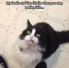 0-0-30-purrfect-cat-memes-to-make-you-the-best-caturday-ever07.webp
