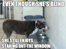 679279388-even-though-shes-blind-she-still-enjoys-staring-out-the-window.jpg