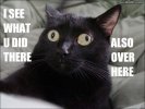 7e19ab3e0c4133f060c6c7af548522e8--funny-cats-so-funny.jpg