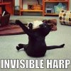 b79cd4bbc2ddd1578970037e553b171f--funny-cat-memes-funny-cat-pictures.jpg