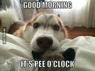 good-morning-animal-images-21342039.jpg