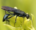 Blue-mud-dauber-3583341033.jpg