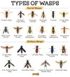 Types-of-Wasps-1162943377.jpg