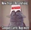 new year cat.jpg