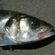 Seabass