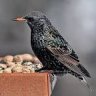 Mozart's Starling