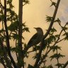 Mockingbird