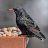 Mozart's Starling