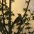 Mockingbird