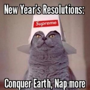 Media 'new year cat.jpg' in category 'Site Media'