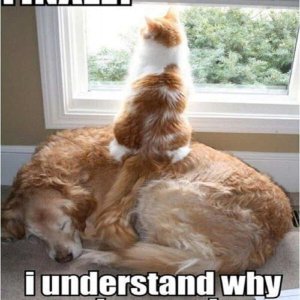 10-hilarious-memes-of-the-relationship-between-cats-and-dogs-5.jpg