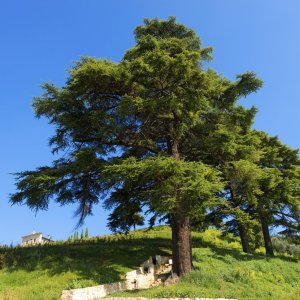 Cedar-Trees-of-Lebanon-Pictures-3553493355.jpg