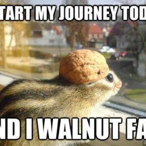 7c26d90d7cf8652f77585ee3a02448a1--funny-memes-funny-pics.jpg