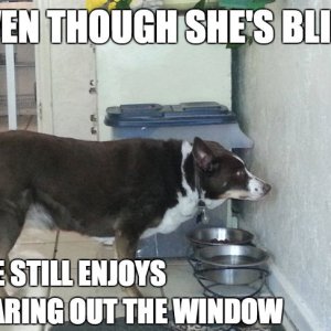 679279388-even-though-shes-blind-she-still-enjoys-staring-out-the-window.jpg