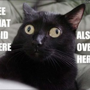 7e19ab3e0c4133f060c6c7af548522e8--funny-cats-so-funny.jpg