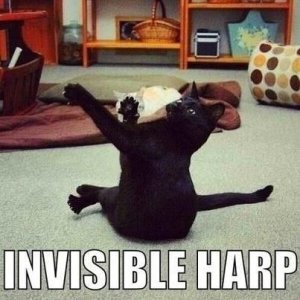 b79cd4bbc2ddd1578970037e553b171f--funny-cat-memes-funny-cat-pictures.jpg
