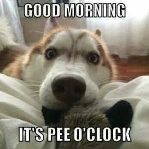 good-morning-animal-images-21342039.jpg