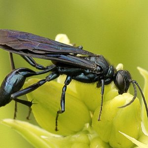 Blue-mud-dauber-3583341033.jpg