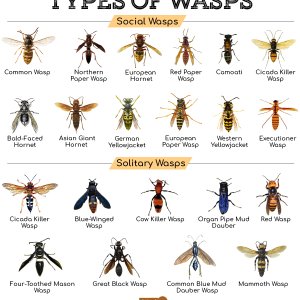 Types-of-Wasps-1162943377.jpg