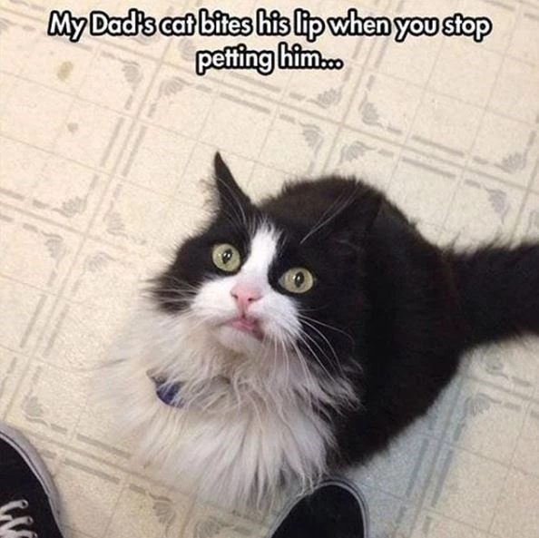 0-0-30-purrfect-cat-memes-to-make-you-the-best-caturday-ever07.webp
