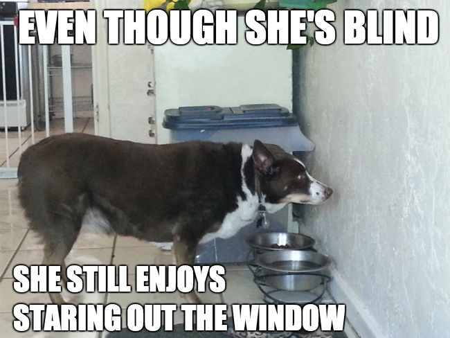 679279388-even-though-shes-blind-she-still-enjoys-staring-out-the-window.jpg