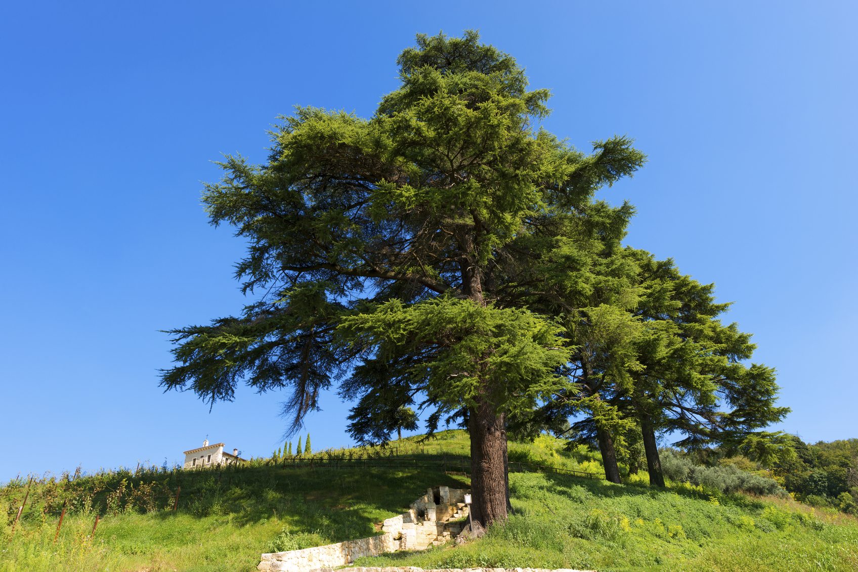 Cedar-Trees-of-Lebanon-Pictures-3553493355.jpg