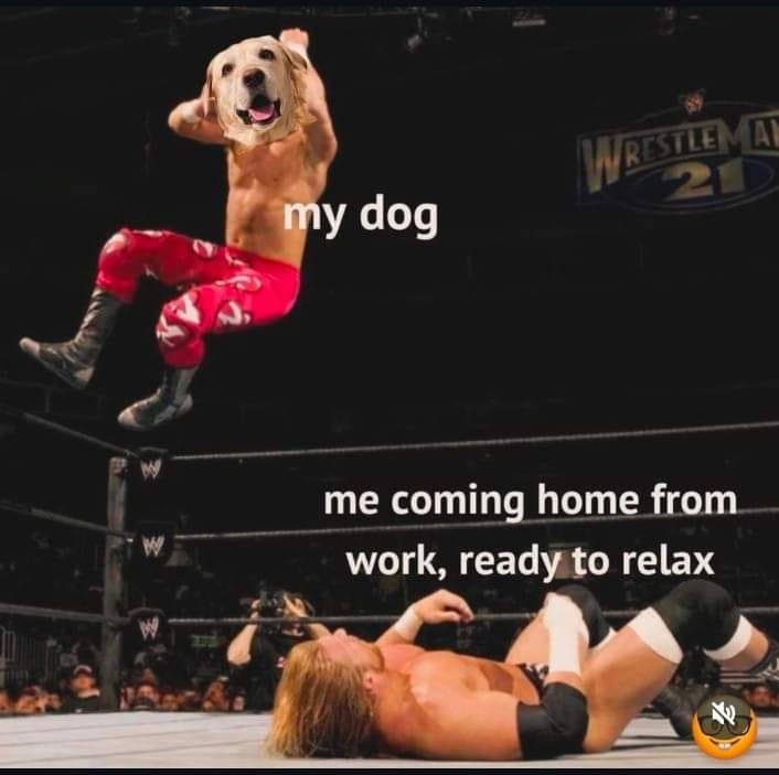 dog funny.jpeg