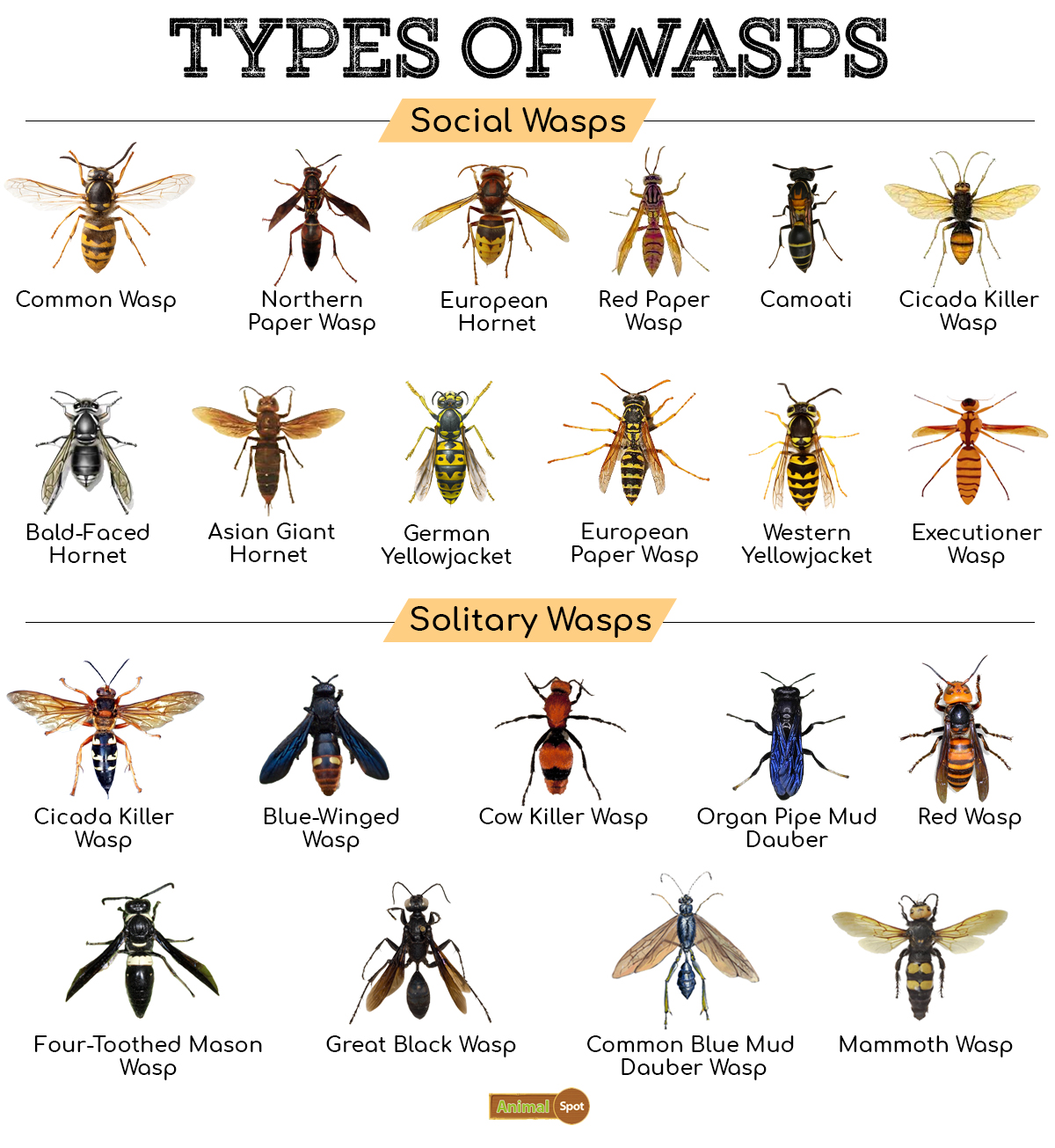 Types-of-Wasps-1162943377.jpg